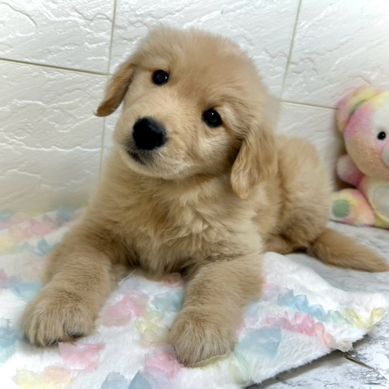 兵庫県のゴールデンレトリバー (犬の家＆猫の里ゆめタウン姫路店/2025年9月16日生まれ/男の子/ゴールデン)の子犬の1枚目の画像