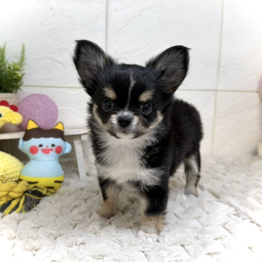 兵庫県のチワワ(ロング) (犬の家＆猫の里ゆめタウン姫路店/2025年11月30日生まれ/女の子/ブラックタンホワイト)の子犬