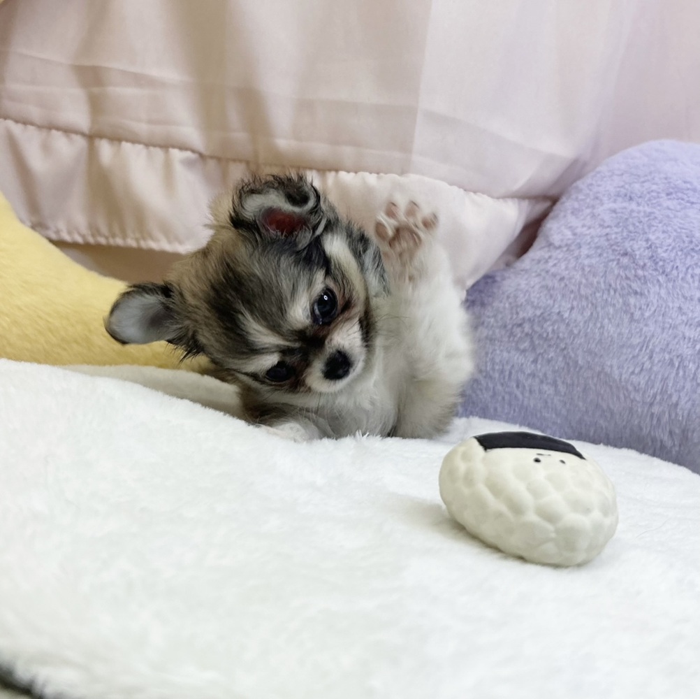 生体画像６