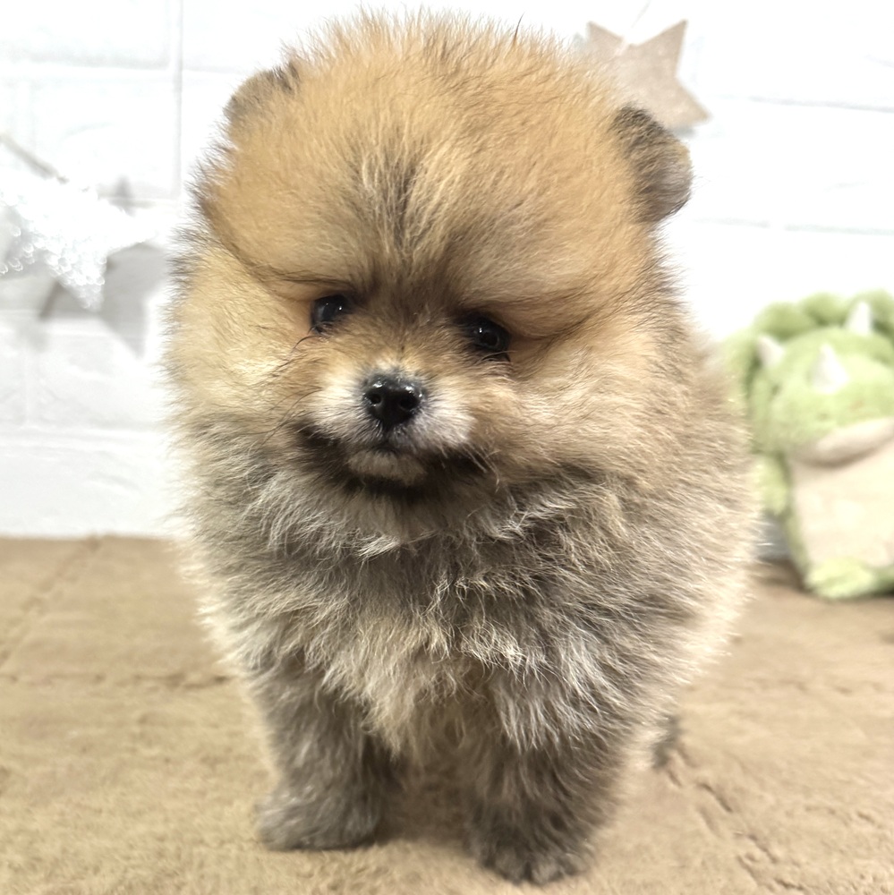 兵庫県のポメラニアン (犬の家＆猫の里ニッケパークタウン加古川店/2025年6月18日生まれ/男の子/オレンジ)の子犬の1枚目の画像
