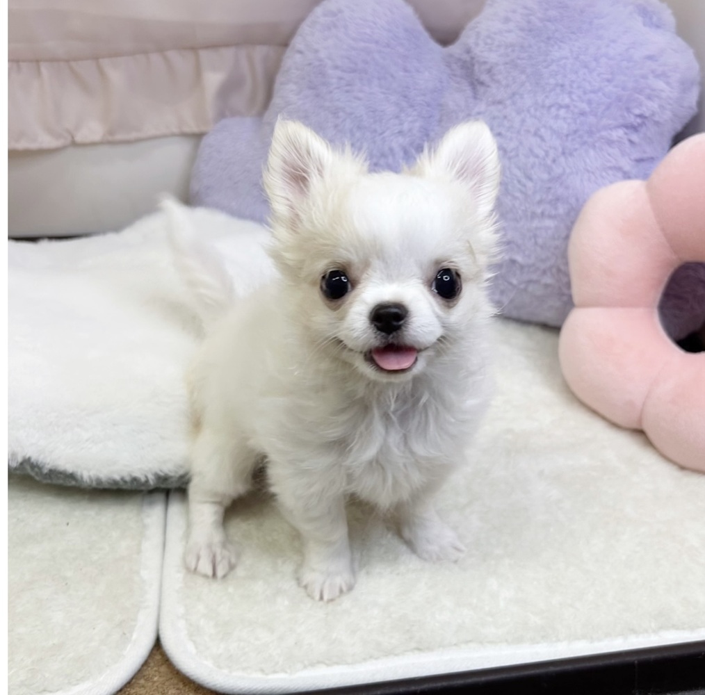 静岡県のチワワ(ロング) (犬の家＆猫の里マークイズ静岡店/2026年5月12日生まれ/女の子/ホワイトクリーム)の子犬の1枚目の画像