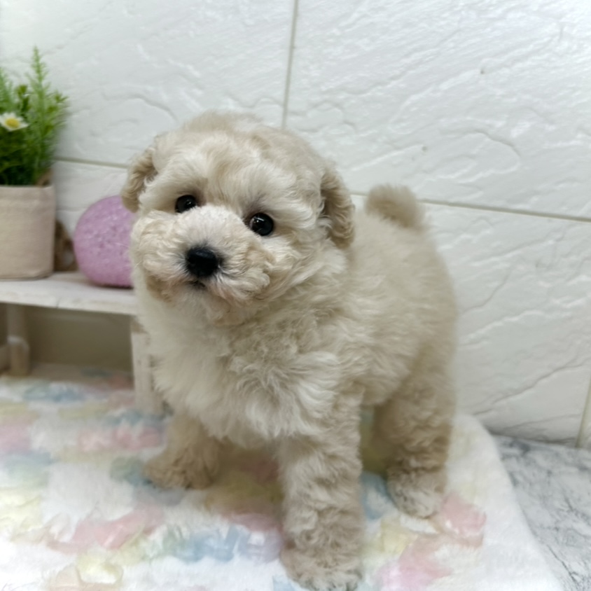 トイプードル女の子の写真