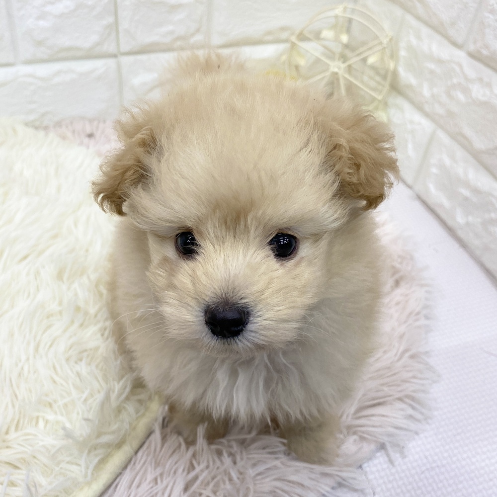 愛知県のポメプー(ポメラニアン×プードル) (犬の家＆猫の里MEGAドン・キホーテ東海名和店/2025年4月5日生まれ/男の子/クリーム)の子犬の1枚目の画像