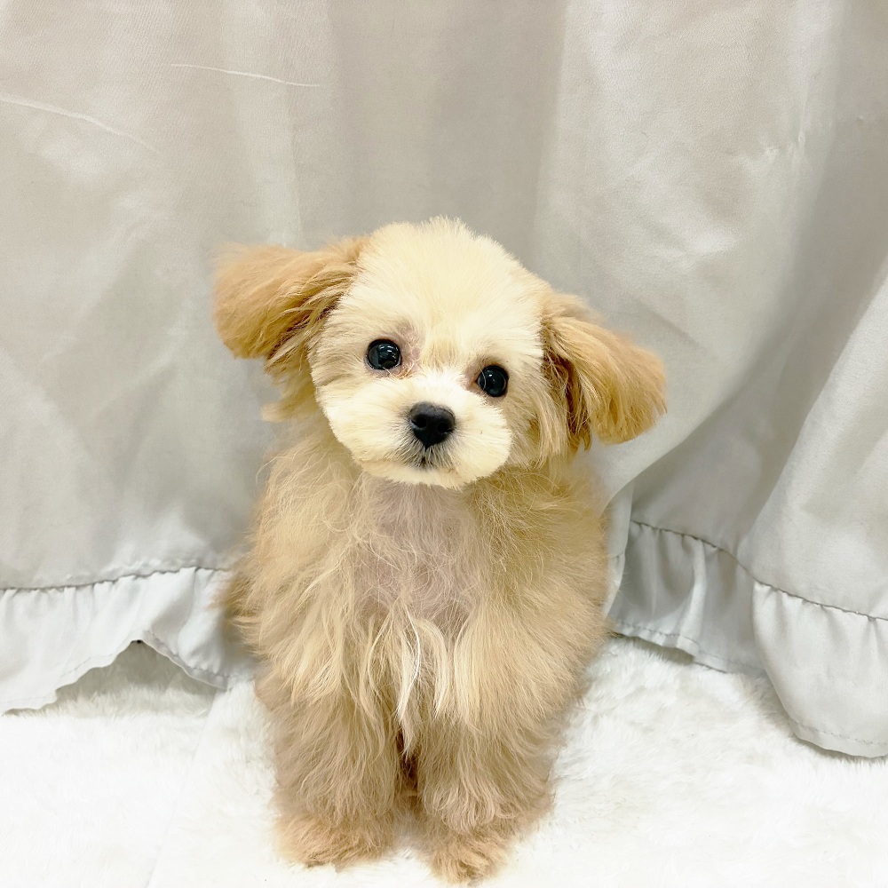 愛知県のマルプー(マルチーズ×プードル) (犬の家＆猫の里アミーゴ神の倉店/2025年6月8日生まれ/男の子/アプリコット)の子犬の1枚目の画像