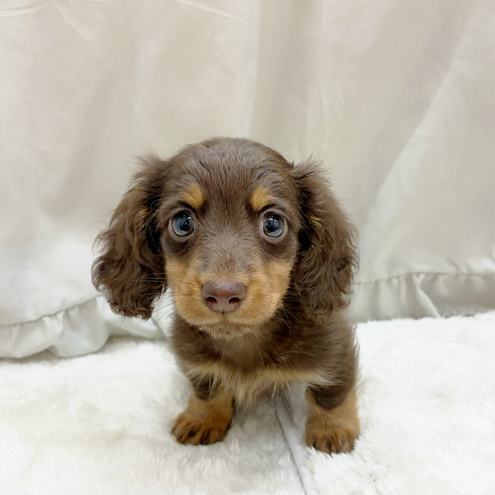 愛知県のミニチュアダックスフンド(ロング) (犬の家＆猫の里アミーゴ神の倉店/2025年7月22日生まれ/男の子/チョコレートタン)の子犬の1枚目の画像