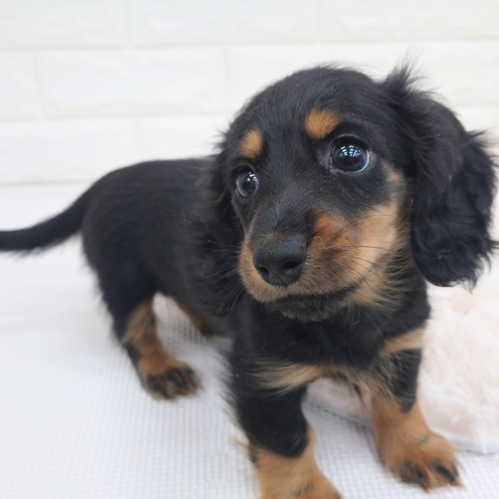 愛知県のミニチュアダックスフンド(ロング) (犬の家＆猫の里MEGAドン・キホーテ東海名和店/2025年7月22日生まれ/女の子/ブラックタン)の子犬の1枚目の画像