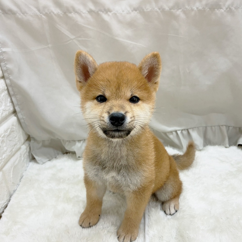 愛知県の柴犬(標準サイズ) (犬の家＆猫の里アミーゴ神の倉店/2025年7月26日生まれ/男の子/赤)の子犬