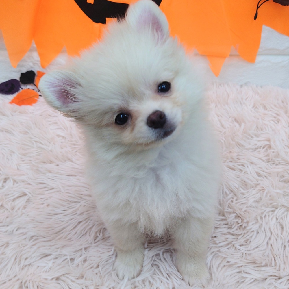 2025年8月19日生まれのポメチワ/チワポメ/ポメチー(ポメラニアン×チワワ)の6枚目の写真