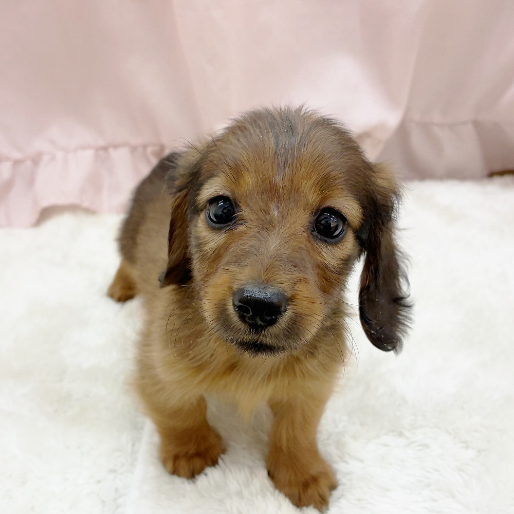 愛知県のカニンヘンダックスフンド(ロング) (犬の家＆猫の里アミーゴ神の倉店/2025年9月6日生まれ/女の子/シェーデットレッド)の子犬の1枚目の画像