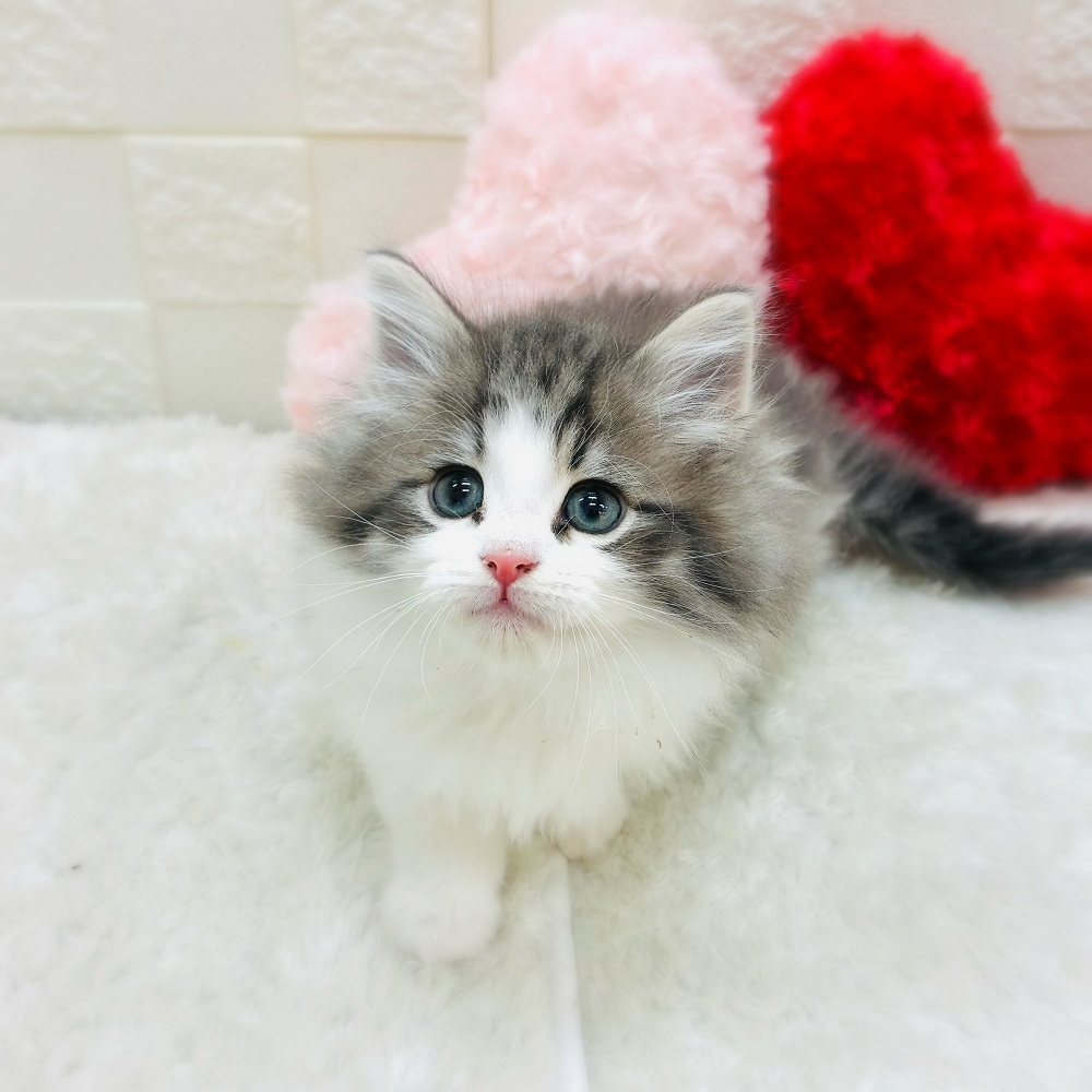 愛知県のノルウェージャンフォレストキャット (犬の家＆猫の里アミーゴ神の倉店/2025年11月8日生まれ/男の子/ブルータビーホワイト)の子猫