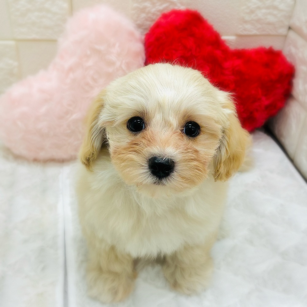 ハーフ犬女の子の写真