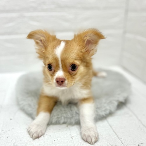 チワワ(ロング)男の子の写真