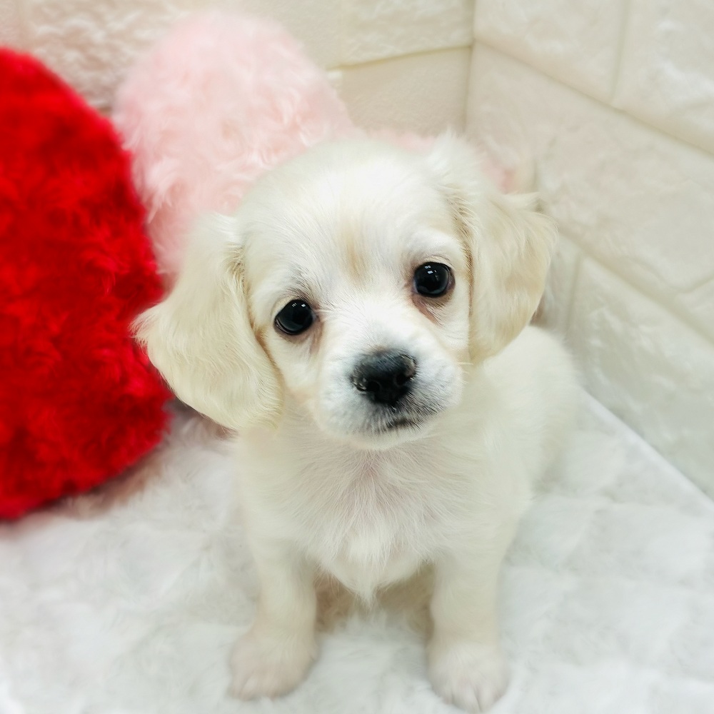 愛知県のチワックス(チワワ×ダックス) (犬の家＆猫の里アミーゴ神の倉店/2025年12月21日生まれ/女の子/クリーム)の子犬の1枚目の画像