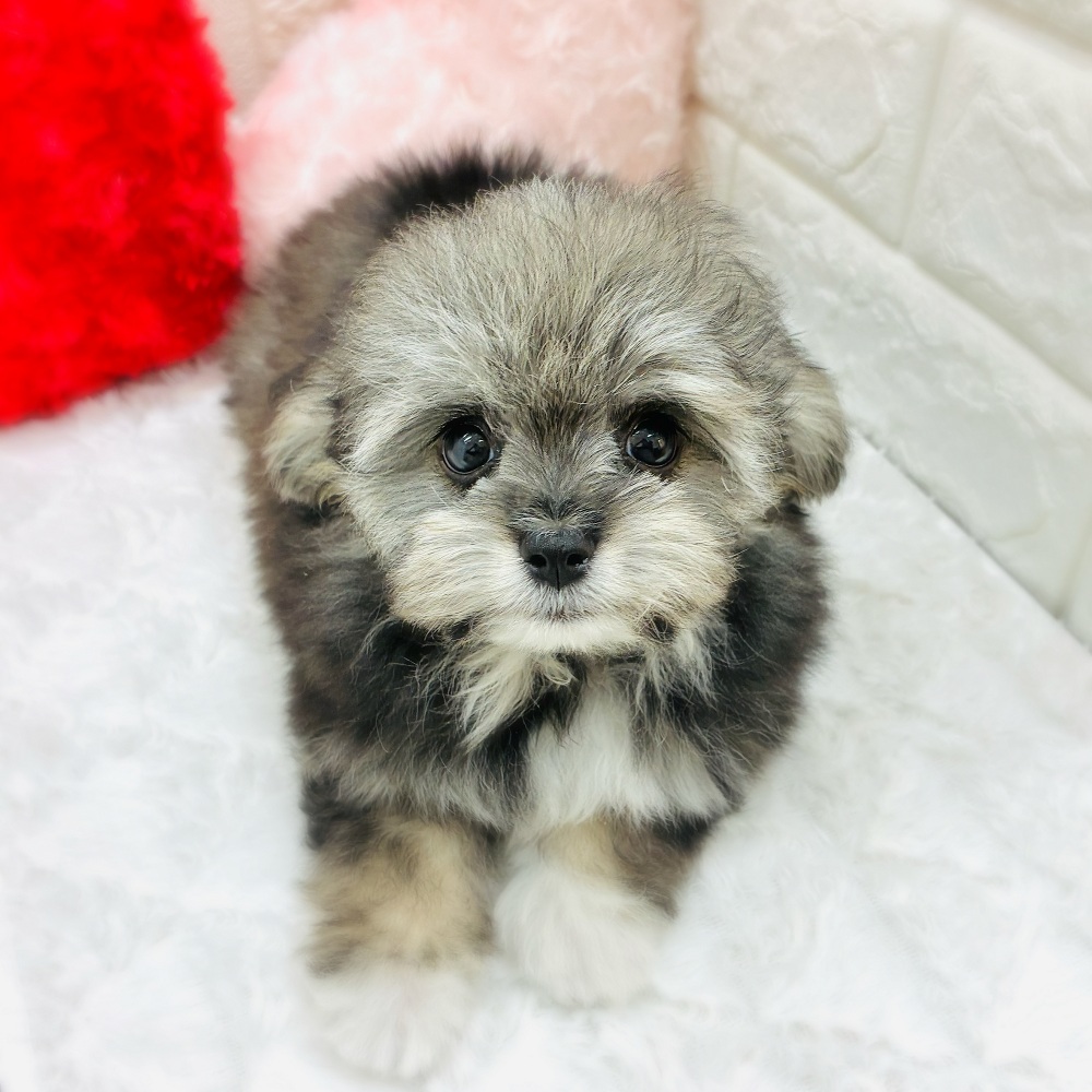 愛知県のチワプー/プーチー(チワワ×プードル) (犬の家＆猫の里アミーゴ神の倉店/2026年1月5日生まれ/男の子/クリームセーブル)の子犬の1枚目の画像
