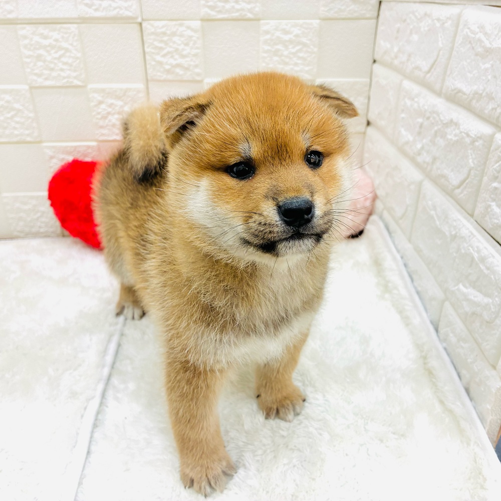 愛知県の柴犬(標準サイズ) (犬の家＆猫の里アミーゴ神の倉店/2026年1月14日生まれ/男の子/赤)の子犬の1枚目の画像