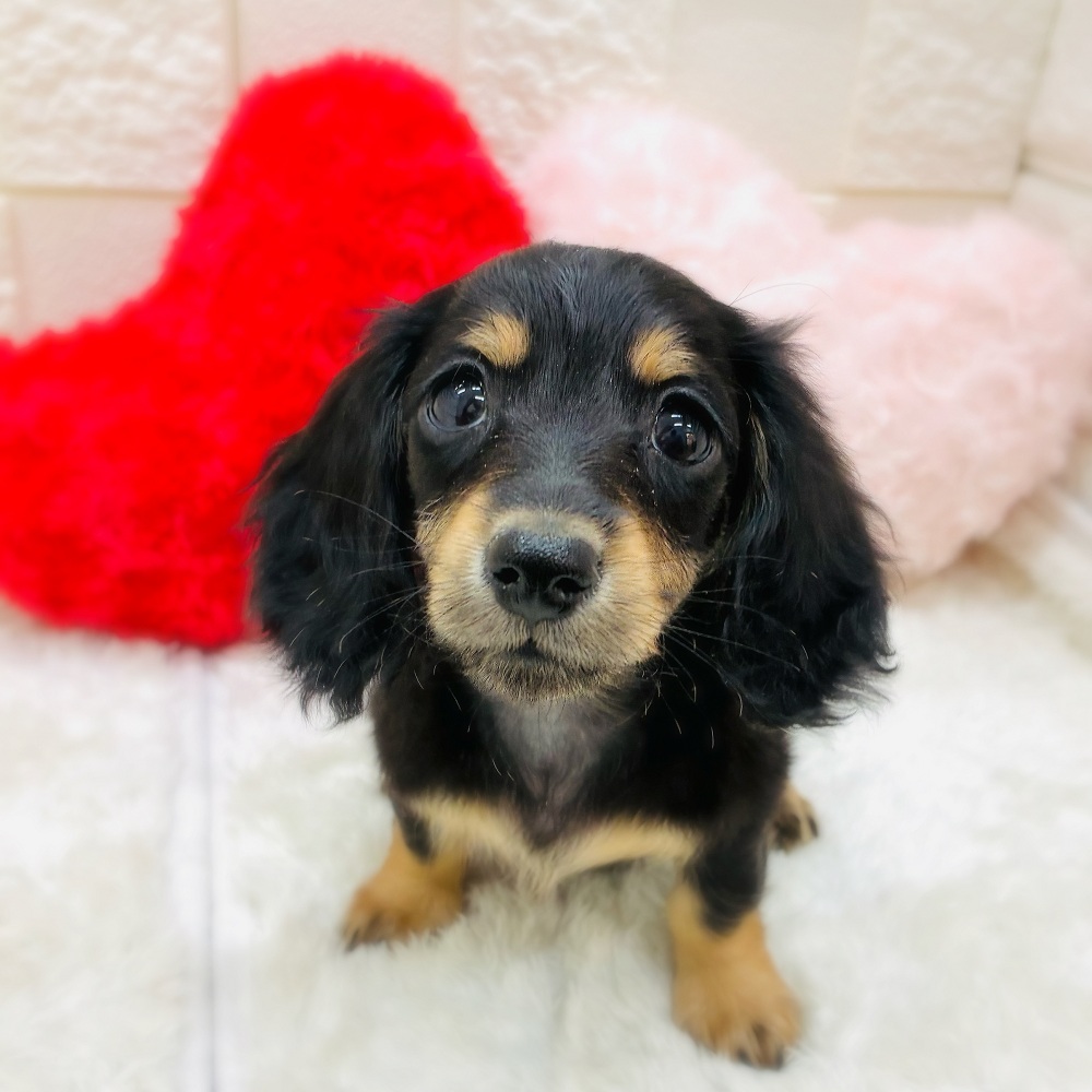 愛知県のミニチュアダックスフンド(ロング) (犬の家＆猫の里アミーゴ神の倉店/2026年1月25日生まれ/女の子/ブラックタン)の子犬