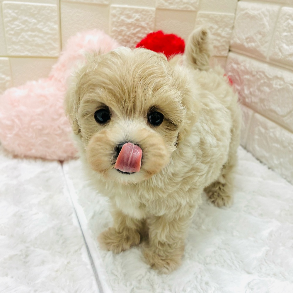 生体画像６