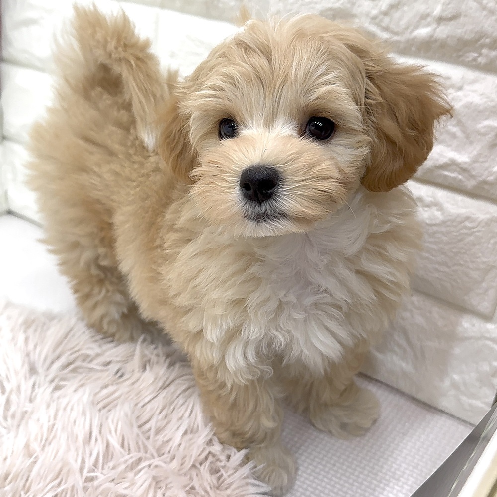 愛知県のマルプー(マルチーズ×プードル) (犬の家＆猫の里MEGAドン・キホーテ東海名和店/2026年2月7日生まれ/女の子/アプリコットホワイト)の子犬の1枚目の画像