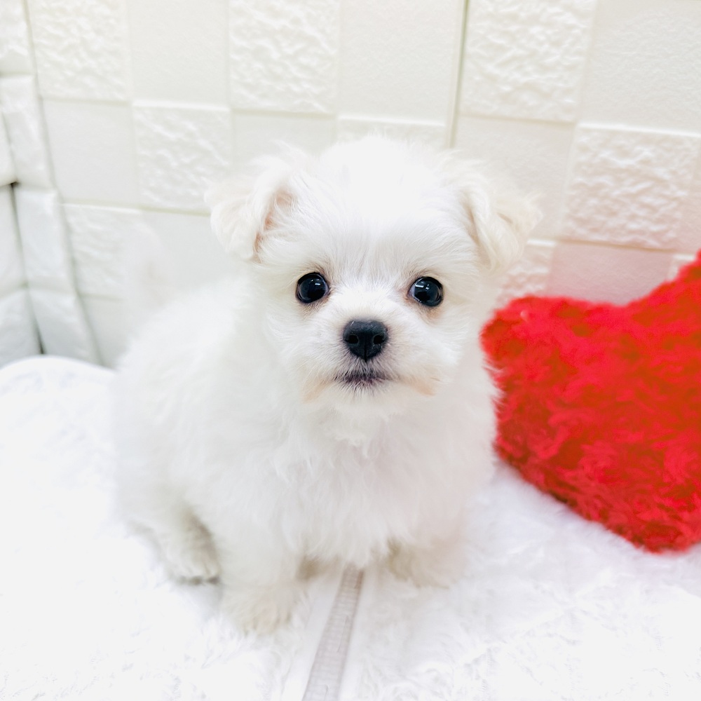 愛知県のチワマル/マルチワ(チワワ×マルチーズ) (犬の家＆猫の里アミーゴ神の倉店/2026年2月27日生まれ/男の子/クリームホワイト)の子犬の1枚目の画像
