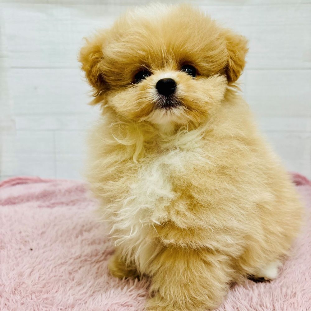 ハーフ犬男の子の写真