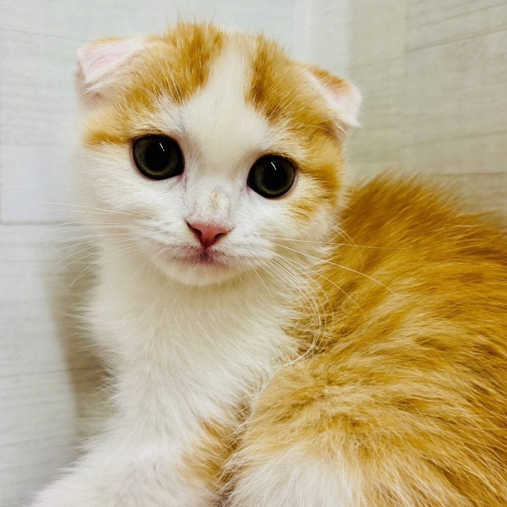愛知県のスコティッシュフォールド (犬の家＆猫の里碧南店/2026年3月28日生まれ/男の子/レッドタビーホワイト)の子猫の1枚目の画像