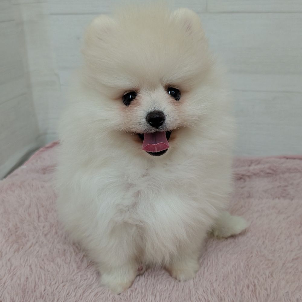 愛知県のポメラニアン (犬の家＆猫の里碧南店/2026年3月29日生まれ/女の子/クリーム)の子犬の1枚目の画像