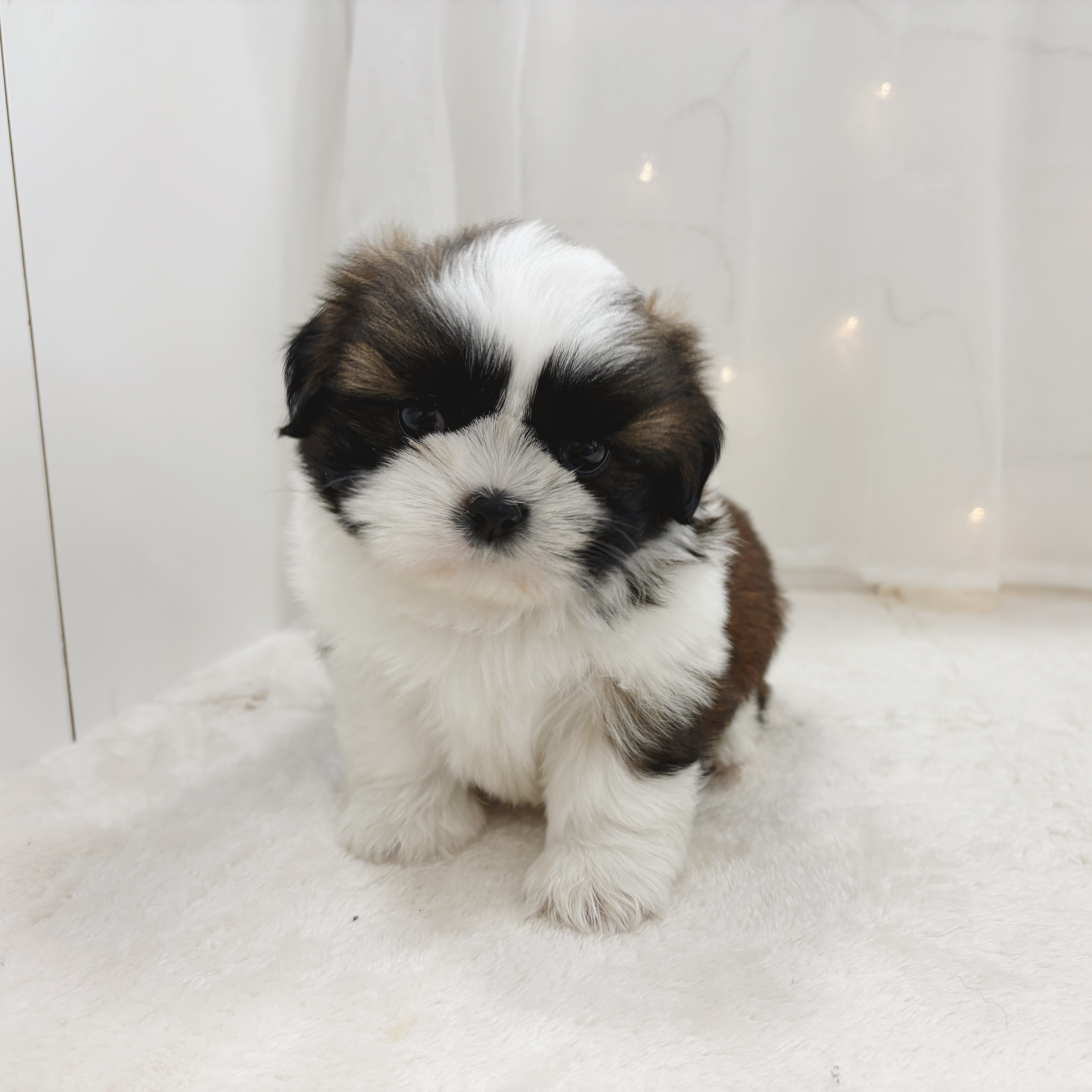 千葉県のシーズー (犬の家＆猫の里BIGHOPガーデンモール印西店/2025年11月3日生まれ/男の子/ホワイトゴールド)の子犬の1枚目の画像