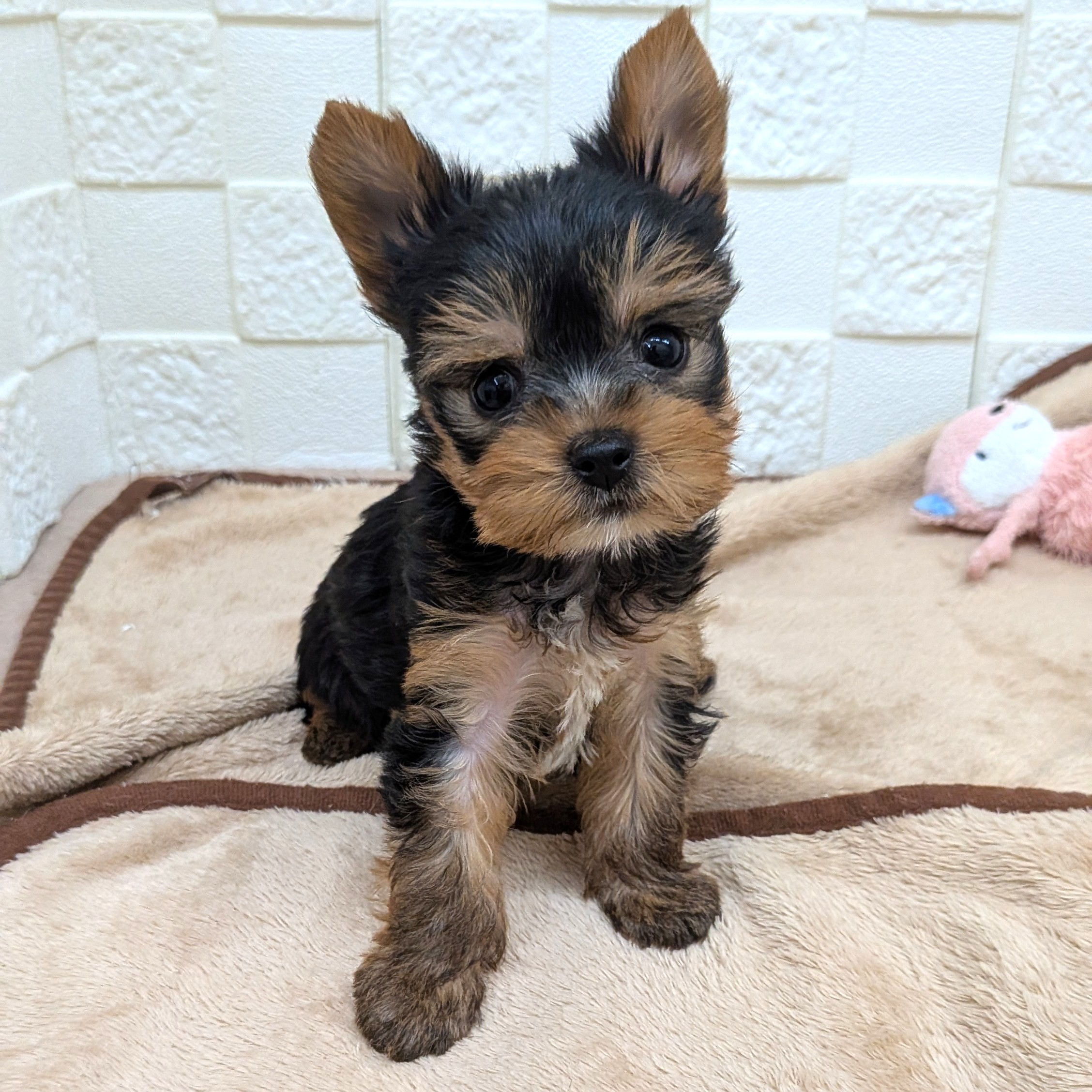 愛知県のヨークシャーテリア (犬の家＆猫の里碧南店/2025年9月8日生まれ/女の子/スチールブルータン)の子犬の1枚目の画像