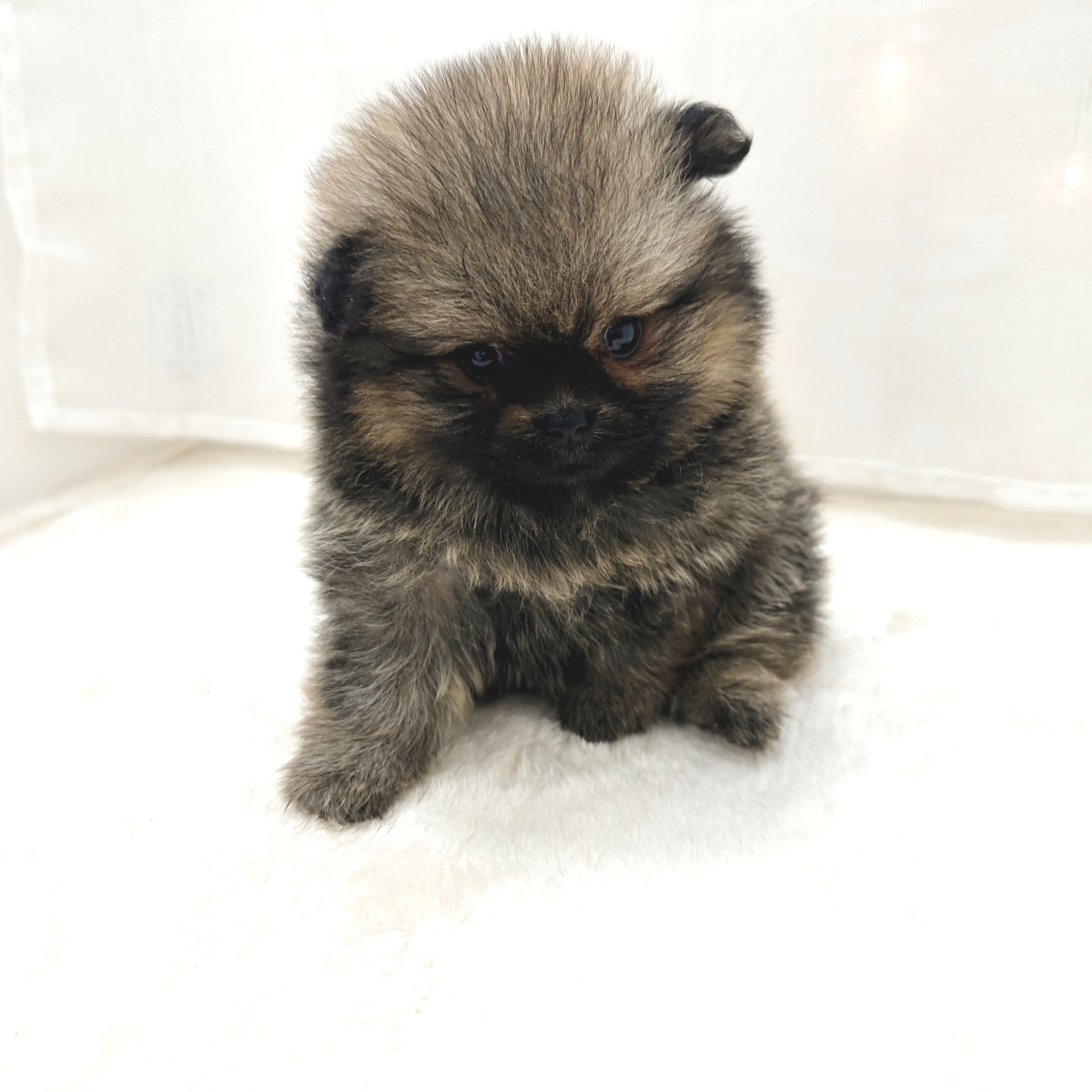 千葉県のポメラニアン (犬の家＆猫の里BIGHOPガーデンモール印西店/2025年5月1日生まれ/女の子/オレンジセーブル)の子犬の1枚目の画像