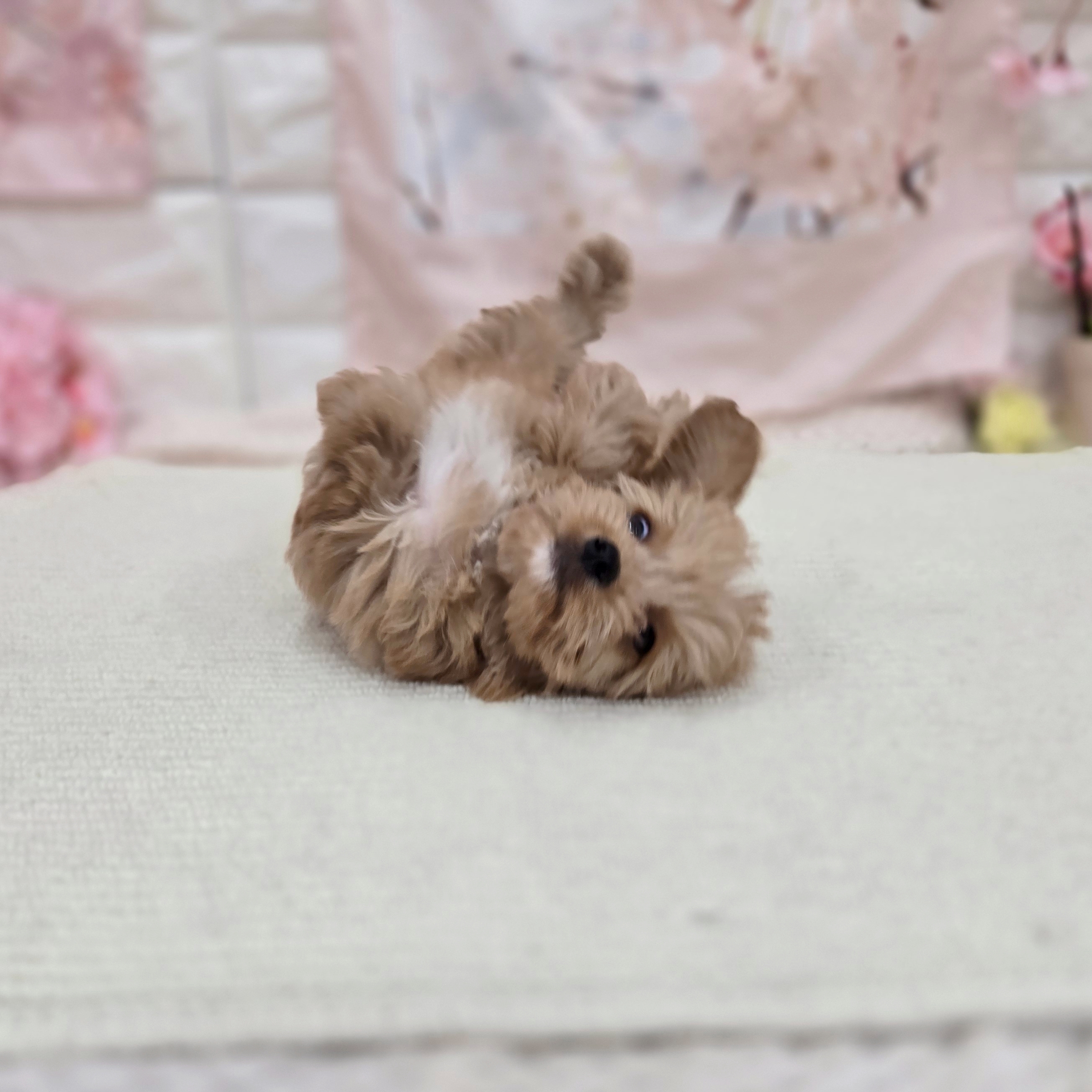 生体画像６