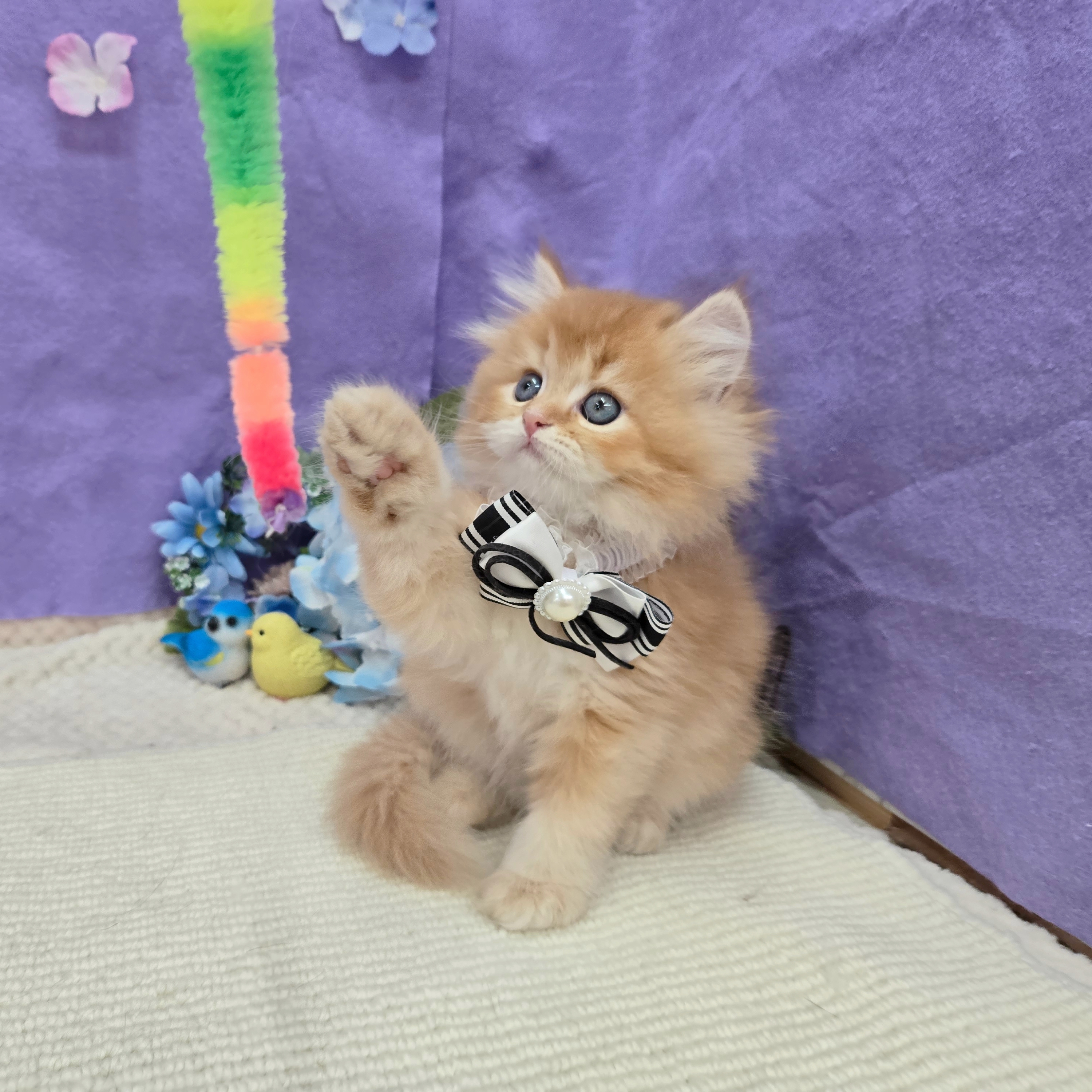 生体画像６