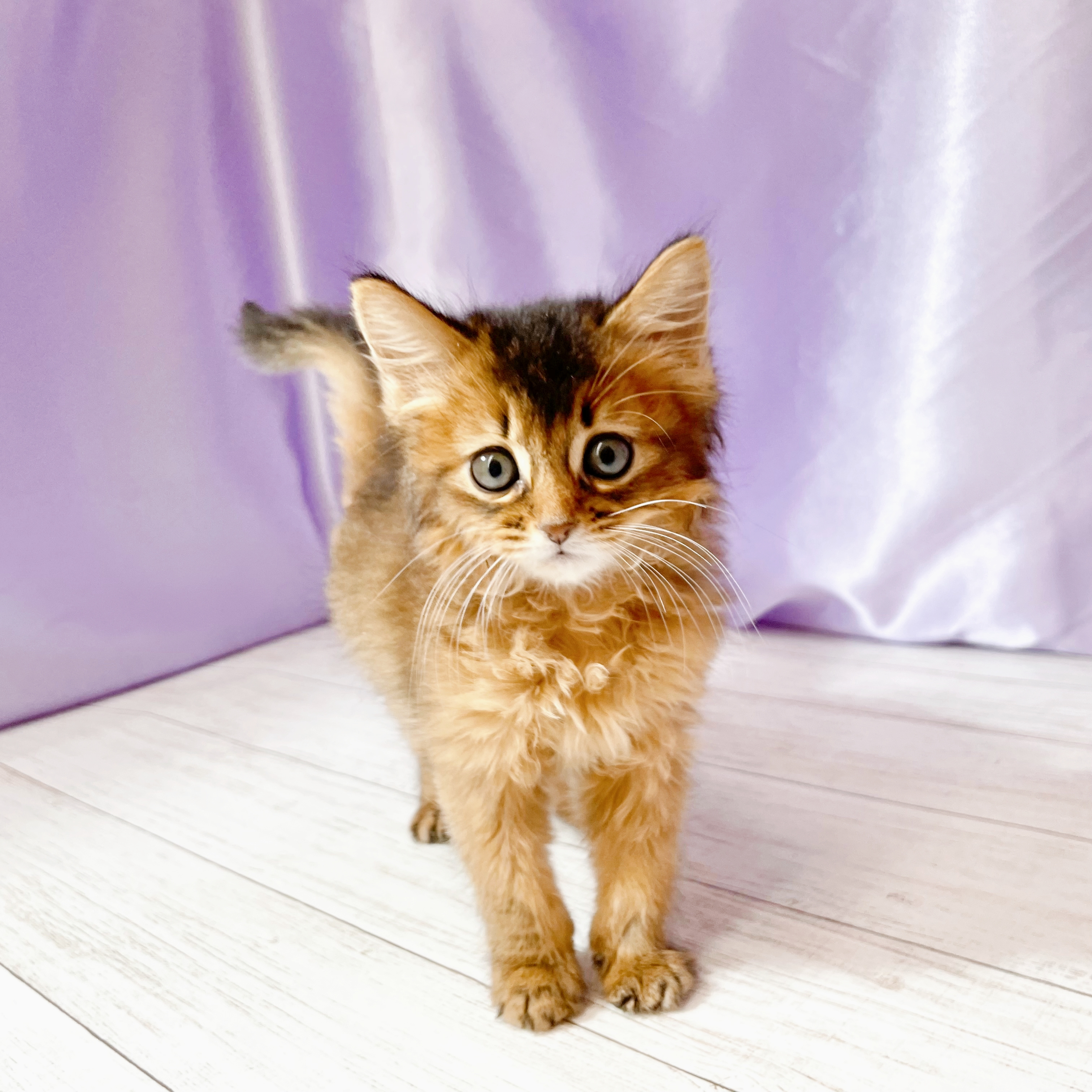 兵庫県のソマリ (犬の家＆猫の里尼崎店/2026年3月28日生まれ/女の子/ルディ)の子猫の1枚目の画像