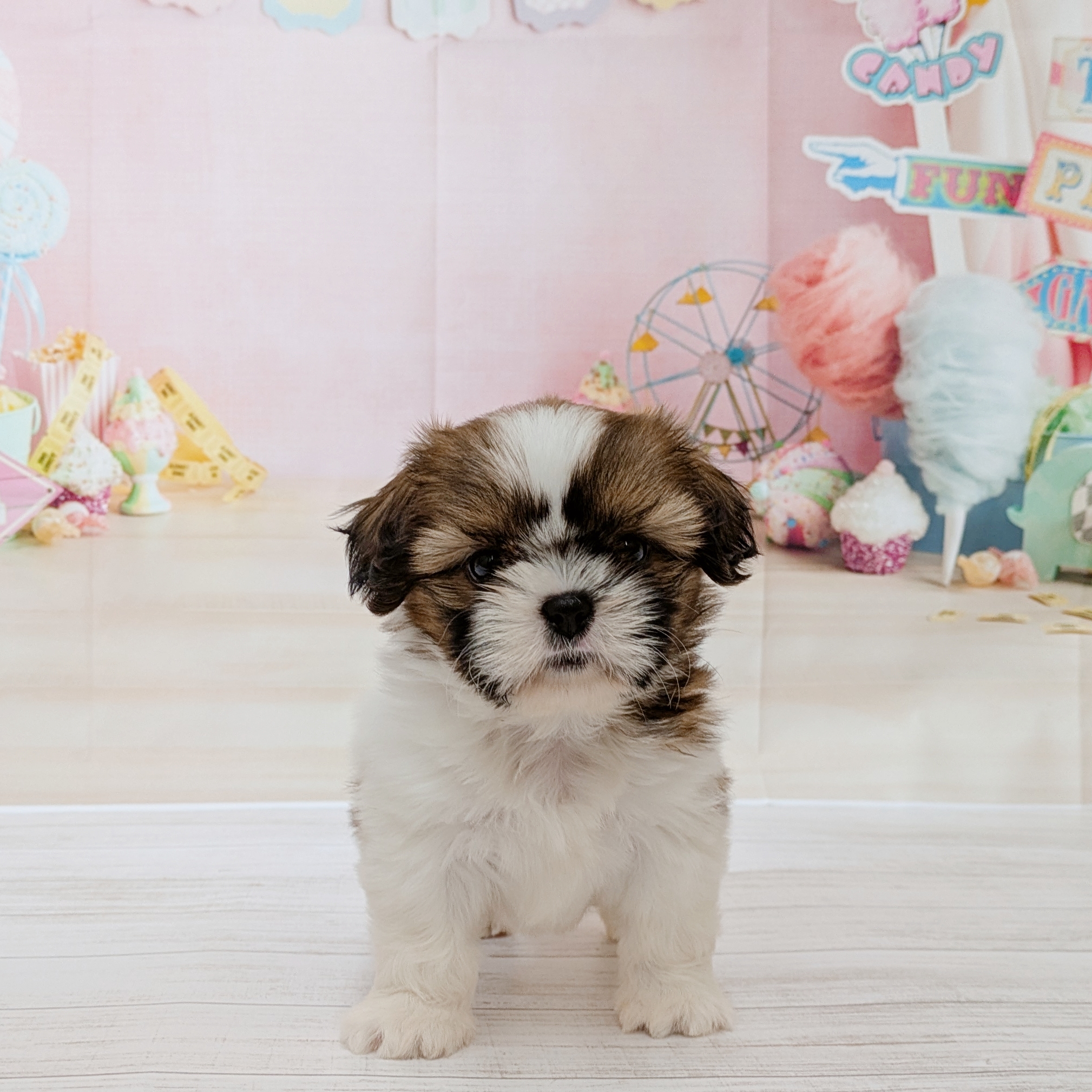 兵庫県のシーズー (犬の家＆猫の里尼崎店/2026年4月27日生まれ/女の子/ホワイトゴールド)の子犬の1枚目の画像