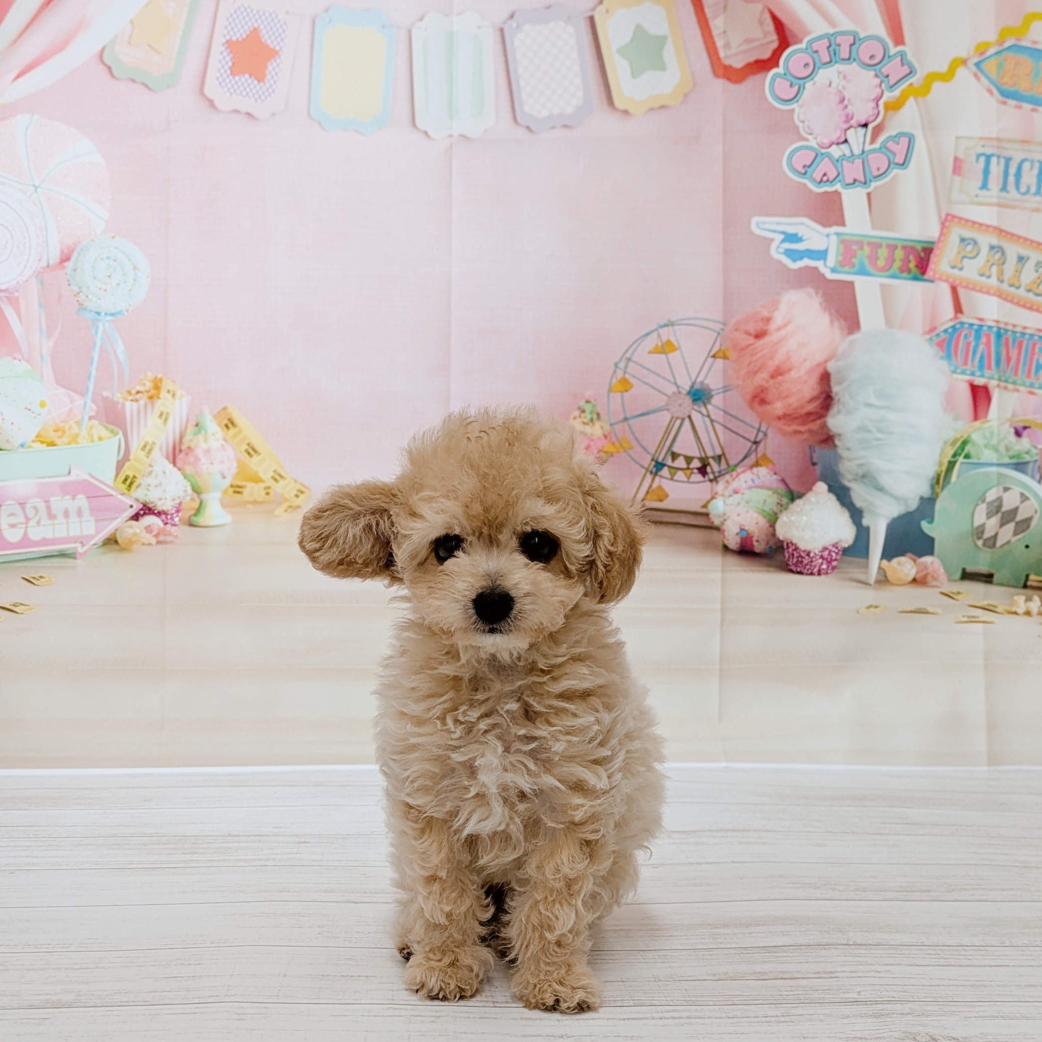 兵庫県のチワプー/プーチー(チワワ×プードル) (犬の家＆猫の里尼崎店/2026年4月26日生まれ/男の子/クリーム)の子犬の1枚目の画像