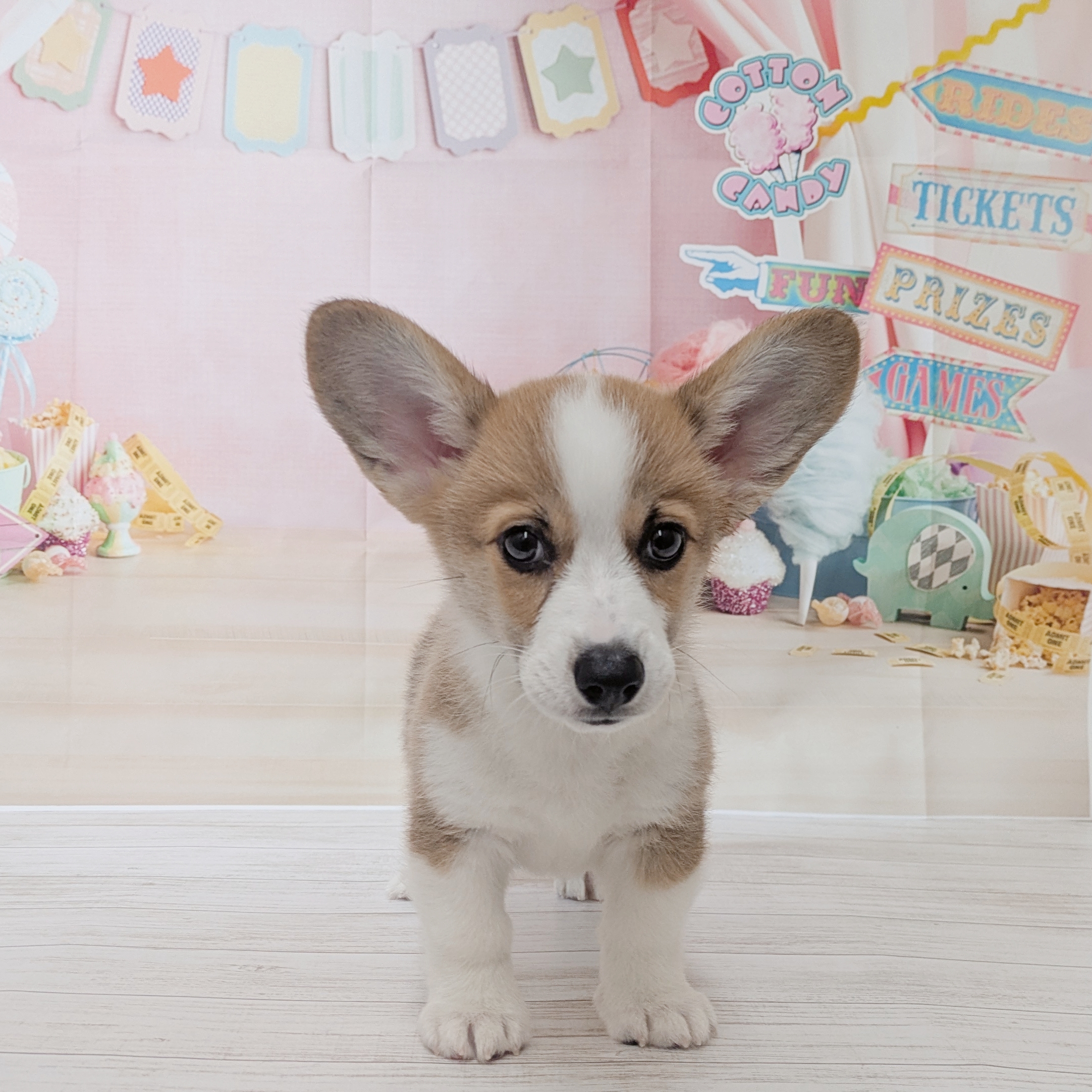 兵庫県のウェルシュコーギーペンブローク (犬の家＆猫の里尼崎店/2026年4月17日生まれ/男の子/レッドホワイト)の子犬の1枚目の画像