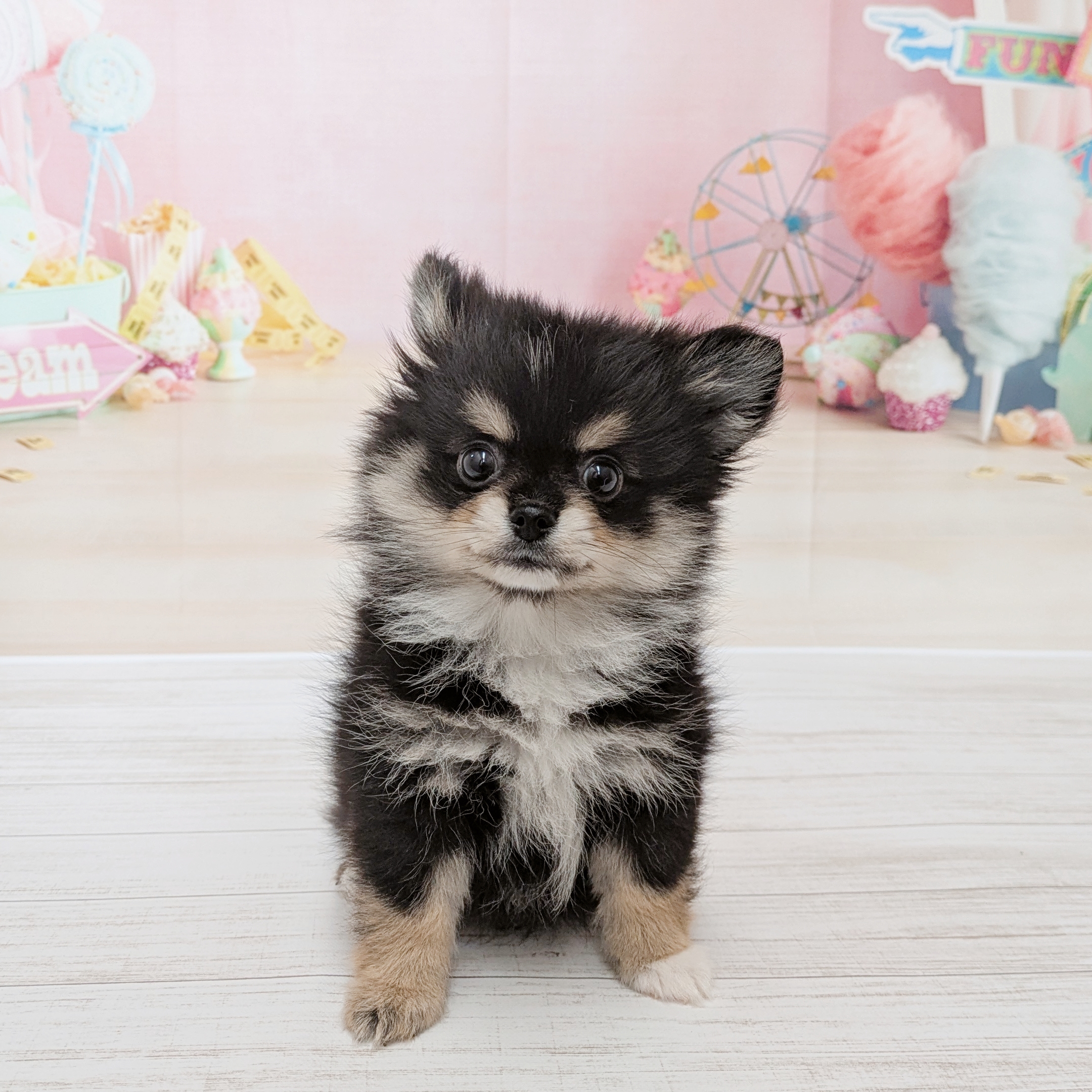 兵庫県のポメチワ/チワポメ/ポメチー(ポメラニアン×チワワ) (犬の家＆猫の里尼崎店/2026年4月21日生まれ/女の子/ブラックタン)の子犬の1枚目の画像