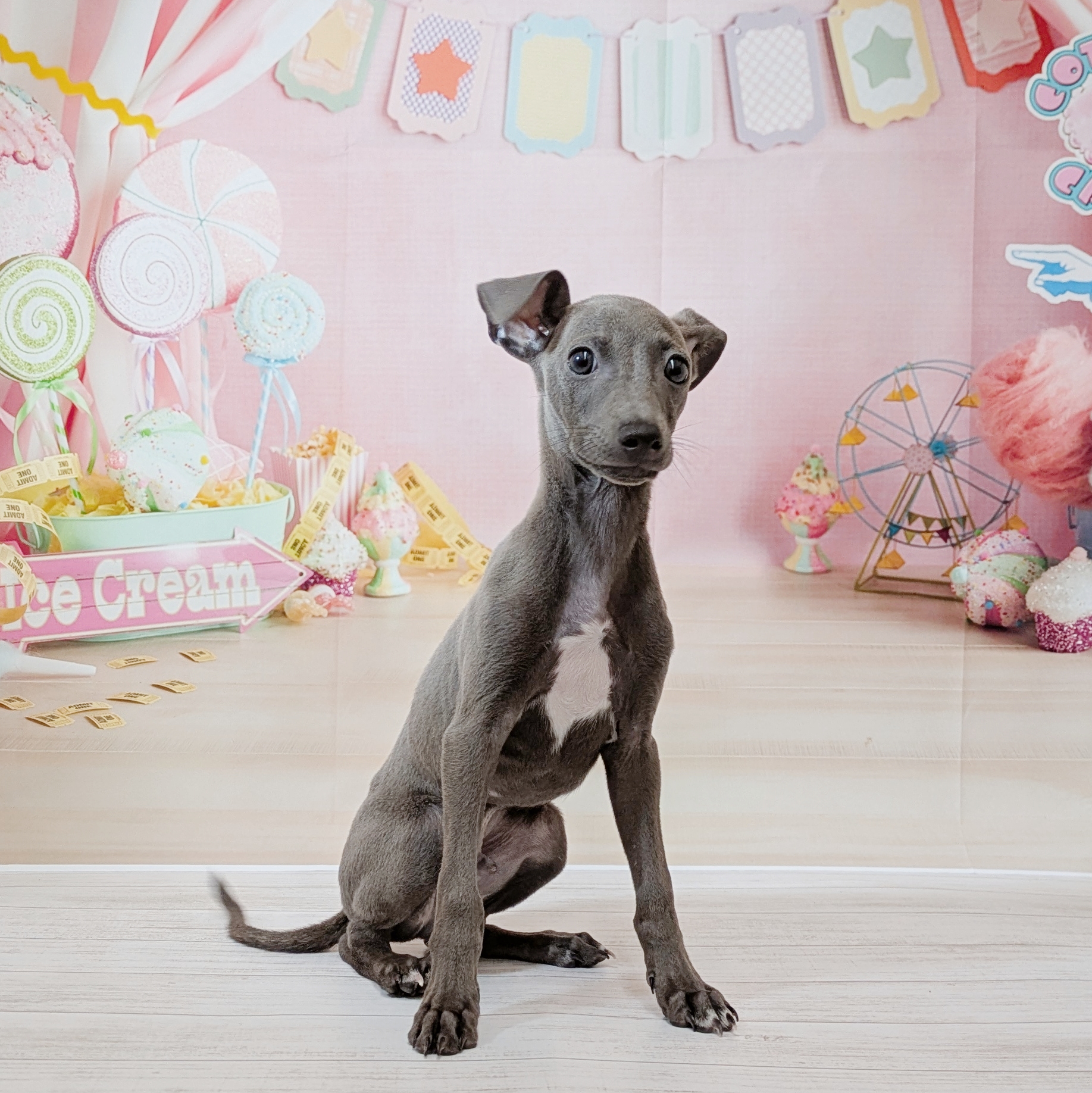 兵庫県のイタリアングレーハウンド (犬の家＆猫の里尼崎店/2026年4月19日生まれ/男の子/ブルー、ホワイトマーキング)の子犬の1枚目の画像