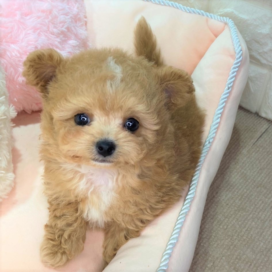 ハーフ犬の画像6