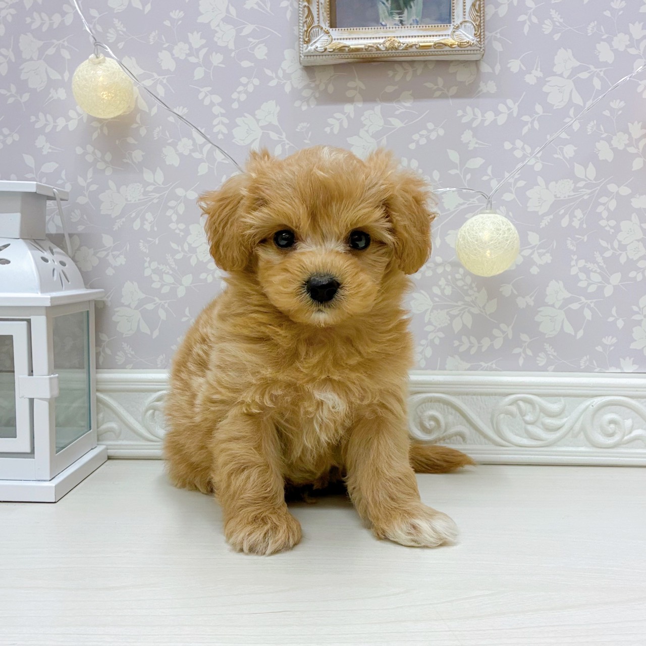 ハーフ犬男の子の写真