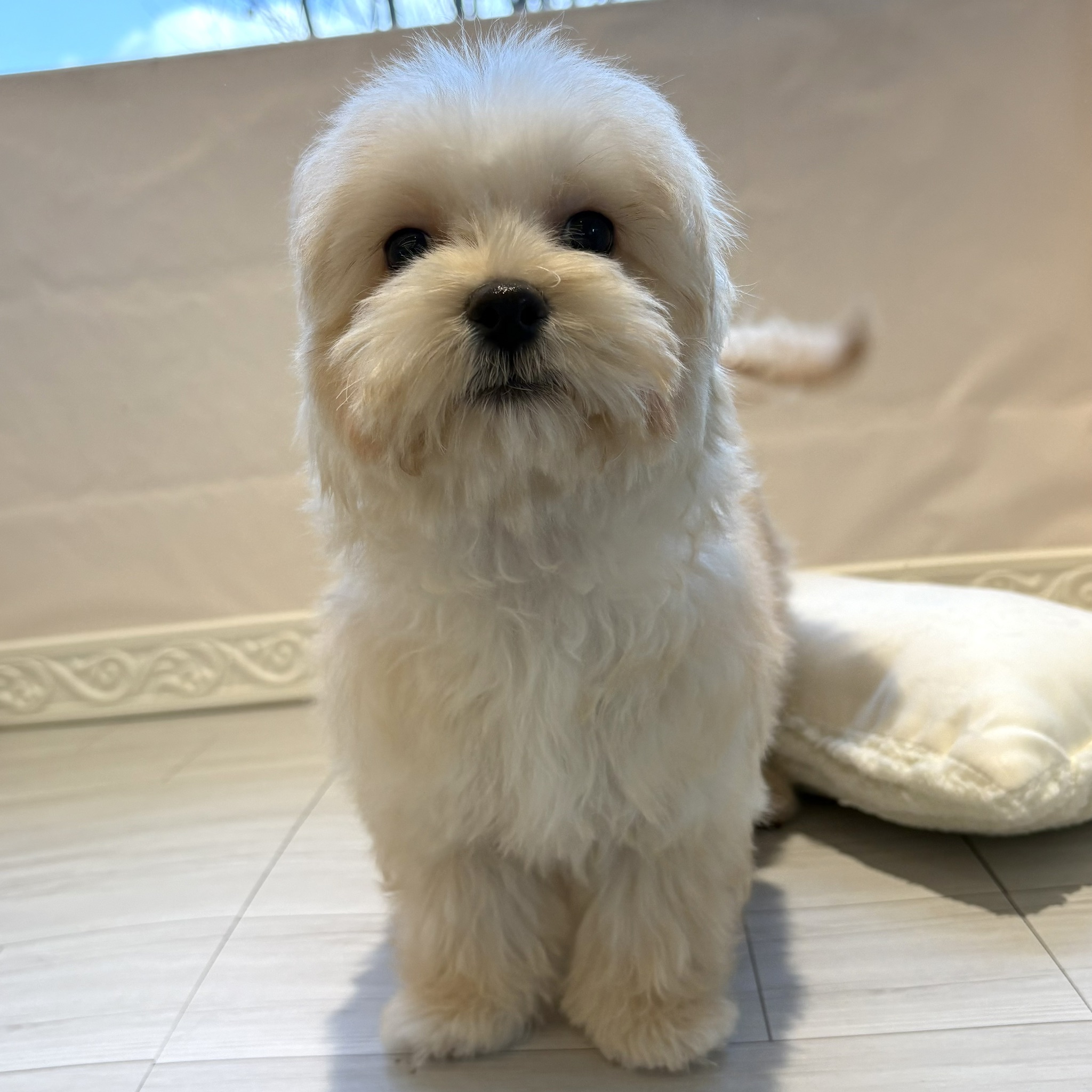 愛知県のマルプー(マルチーズ×プードル) (犬の家＆猫の里春日井本店/2025年10月1日生まれ/女の子/クリーム)の子犬の1枚目の画像