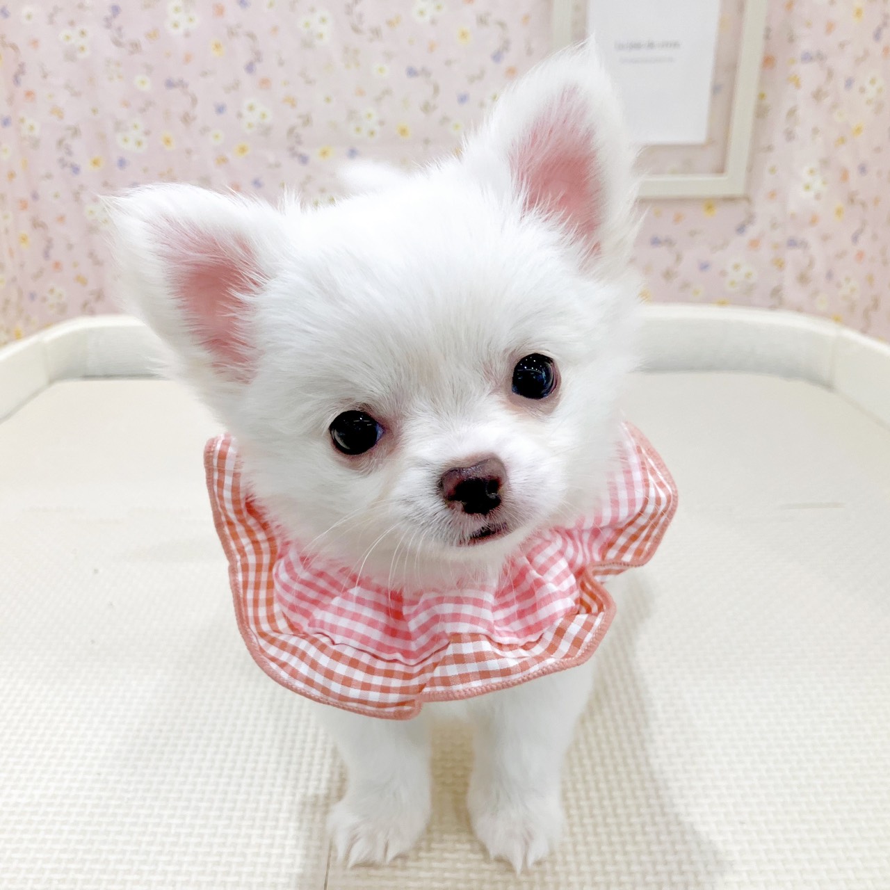 石川県のチワワ(ロング) (犬の家＆猫の里金沢店/2025年10月20日生まれ/女の子/クリームホワイト)の子犬の1枚目の画像