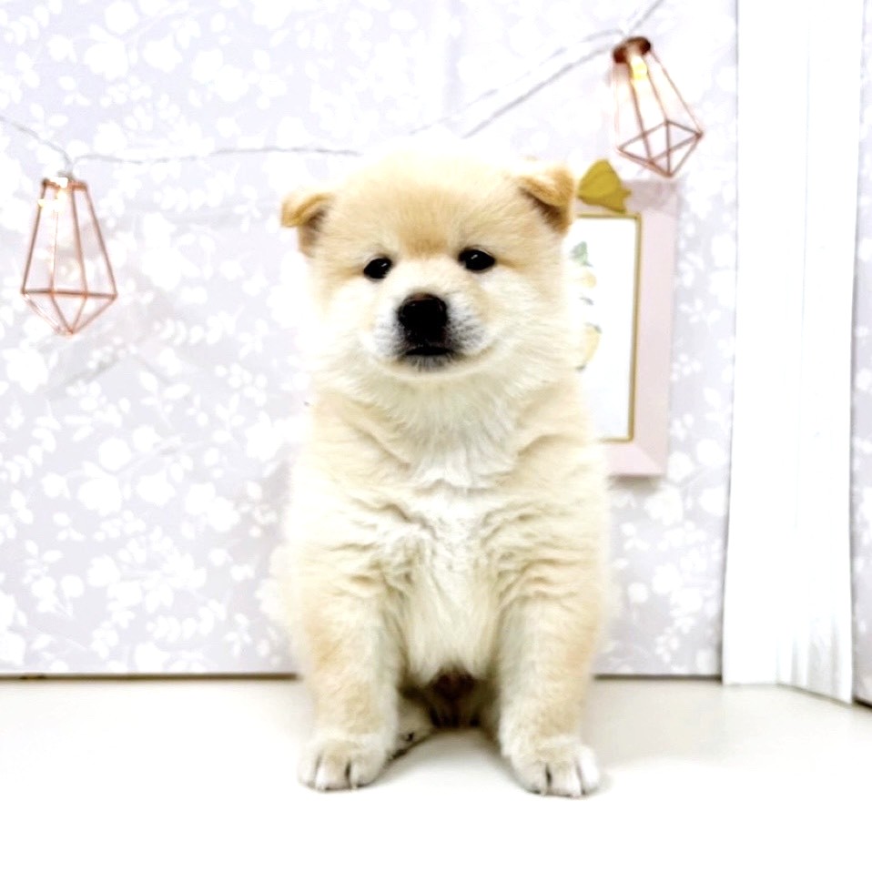 富山県のポメ柴/豆ポメ/ポメ豆柴(ポメラニアン×柴犬) (犬の家＆猫の里アミーゴ高岡蓮花寺店/2025年8月16日生まれ/男の子/クリーム)の子犬の1枚目の画像