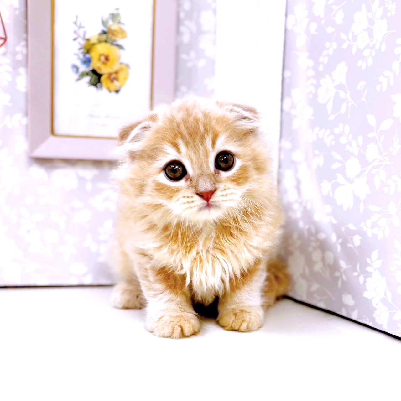 富山県のスコティッシュフォールド (犬の家＆猫の里アミーゴ高岡蓮花寺店/2025年8月14日生まれ/男の子/クリーム)の子猫の1枚目の画像