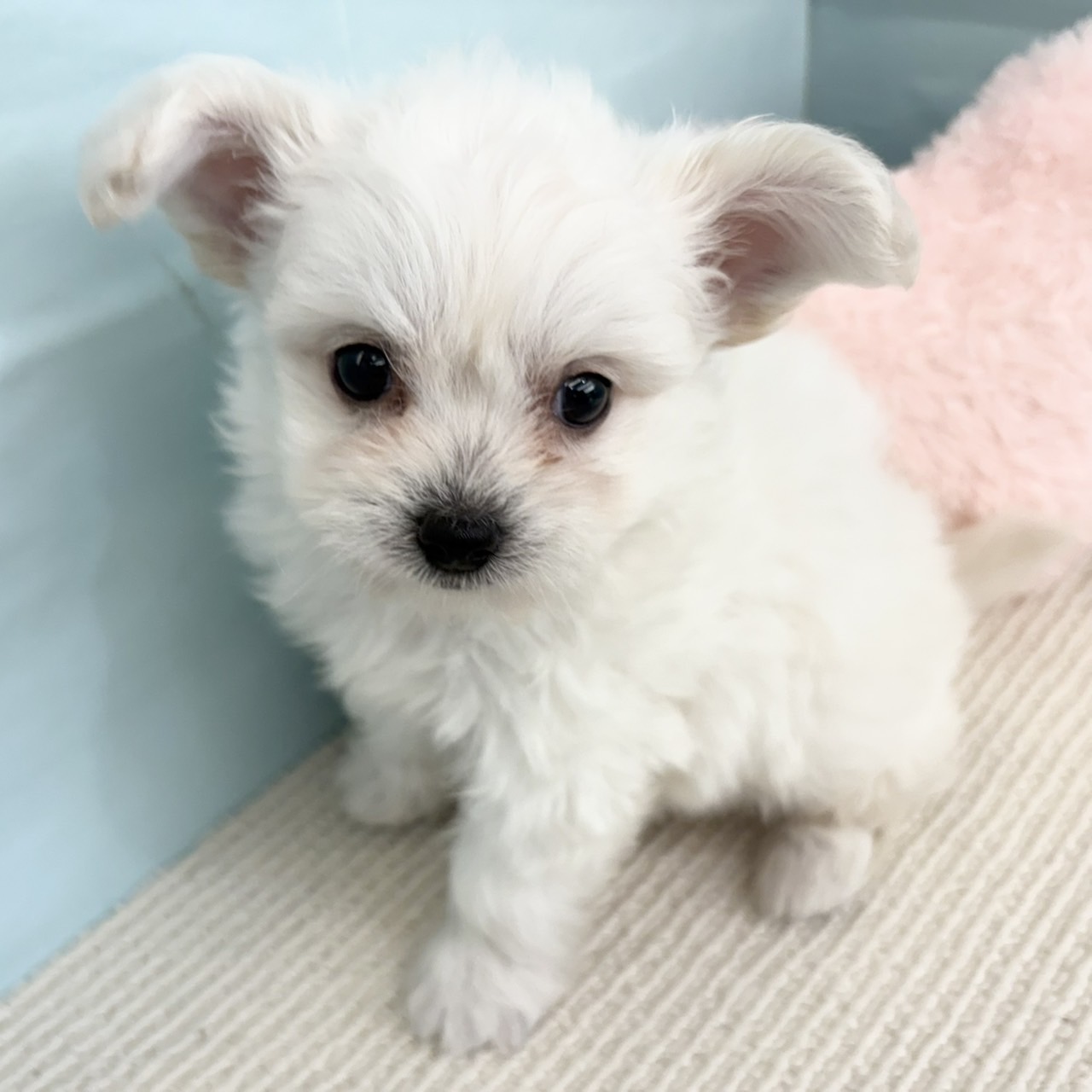 愛知県のハーフ犬・ミックス犬 (犬の家＆猫の里春日井本店/2025年5月27日生まれ/男の子/ホワイト)の子犬の1枚目の画像