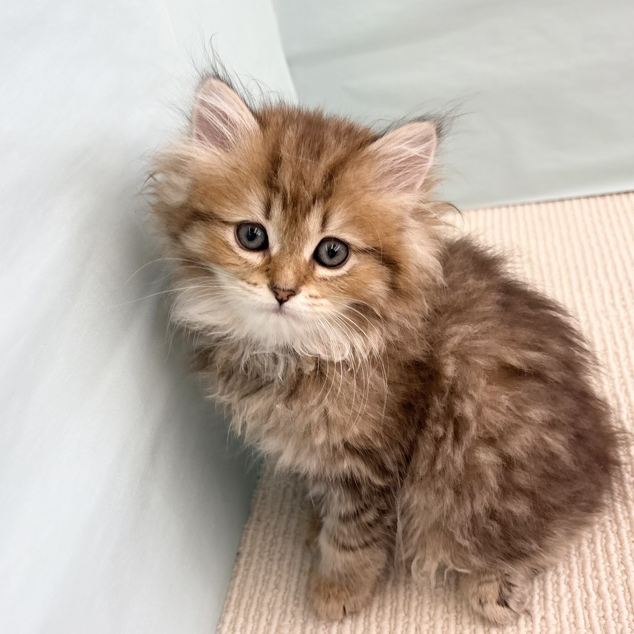 愛知県のペルシャ (犬の家＆猫の里春日井本店/2025年6月4日生まれ/女の子/チンチラゴールデン)の子猫の1枚目の画像