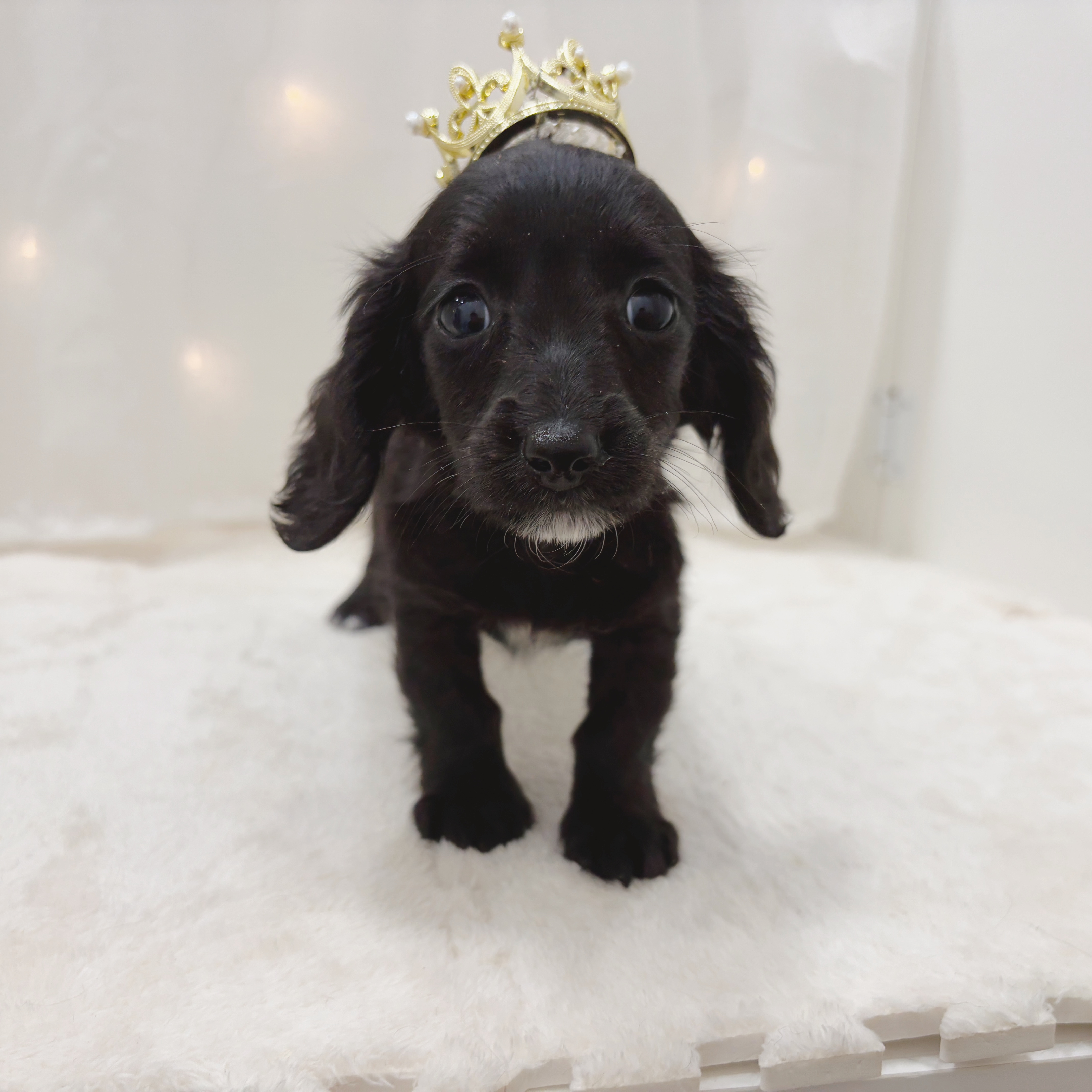 千葉県のミニチュアダックスフンド(ロング) (犬の家＆猫の里BIGHOPガーデンモール印西店/2025年6月8日生まれ/女の子/ブラックソリッド)の子犬の1枚目の画像