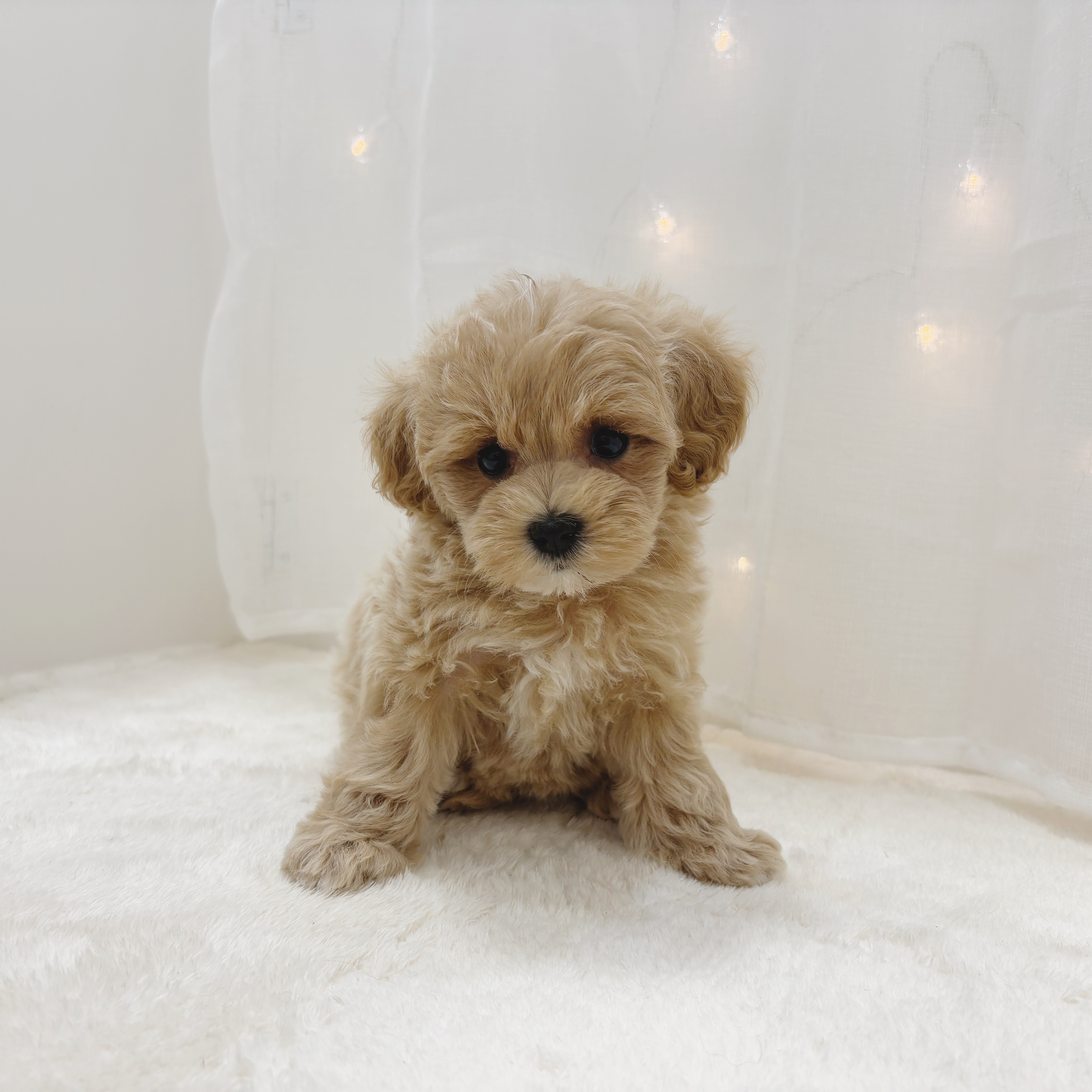 千葉県のマルプー(マルチーズ×プードル) (犬の家＆猫の里BIGHOPガーデンモール印西店/2025年6月23日生まれ/女の子/アプリコット)の子犬の1枚目の画像