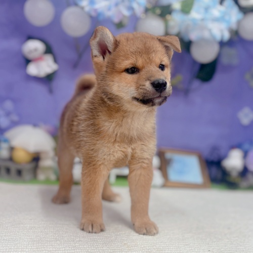 岐阜県の柴犬(標準サイズ) (犬の家＆猫の里岐南店/2025年5月25日生まれ/男の子/赤)の子犬の1枚目の画像