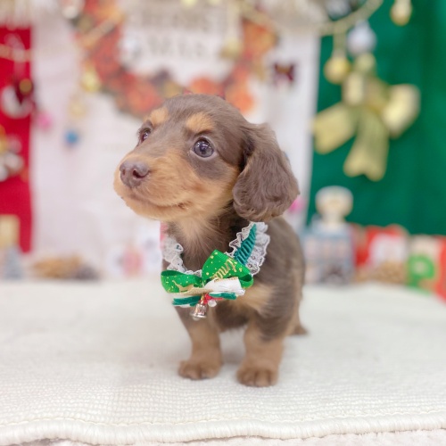 岐阜県のミニチュアダックスフンド(ロング) (犬の家＆猫の里岐南店/2025年9月20日生まれ/男の子/チョコレートタン)の子犬の1枚目の画像