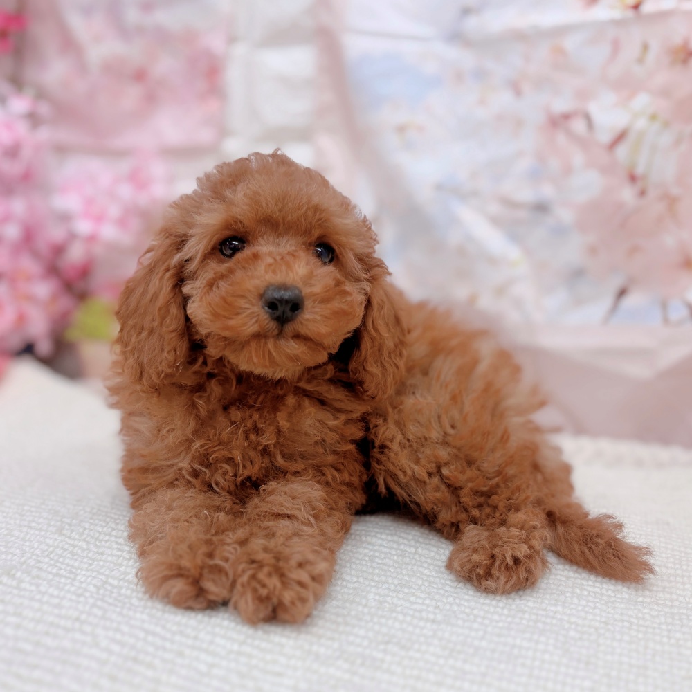 岐阜県のトイプードル(トイ) (犬の家＆猫の里岐南店/2026年2月2日生まれ/女の子/レッドフォーン)の子犬の1枚目の画像